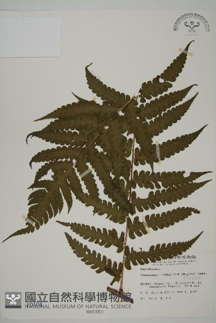 網脈突齒蕨藏品圖，第1張