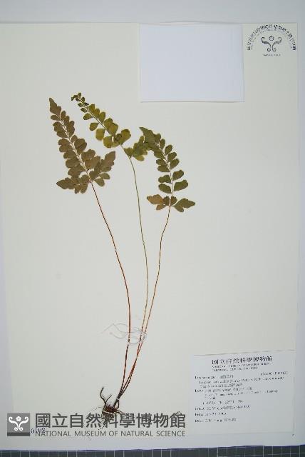 海島陵齒蕨藏品圖，第1張