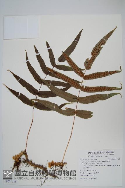 肢節蕨藏品圖，第1張