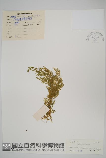 全緣卷柏藏品圖，第1張