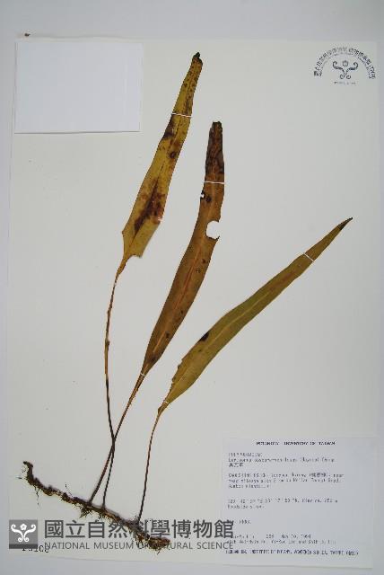 鱗瓦葦、長柄瓦葦藏品圖，第1張