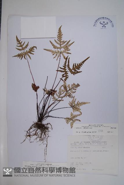 長柄粉背蕨藏品圖，第1張