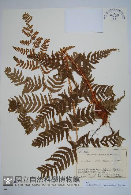 二型鱗毛蕨藏品圖，第1張