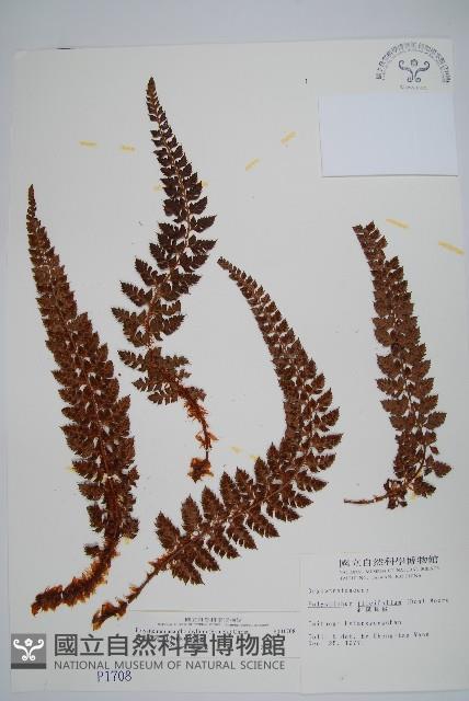 針葉耳蕨藏品圖，第1張