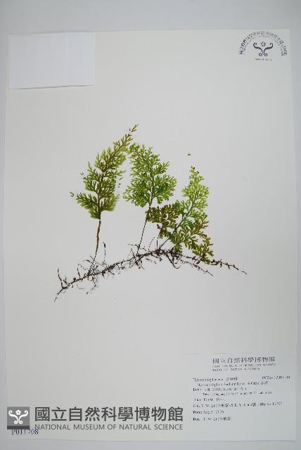 蕗蕨藏品圖，第1張