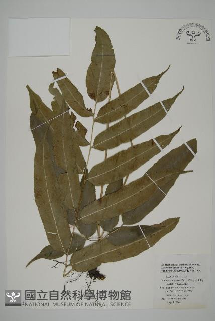 登錄號:P005708藏品圖，第1張