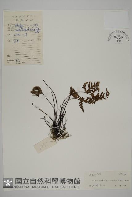 銀粉背蕨藏品圖，第1張