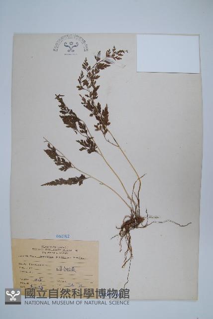 日本金粉蕨藏品圖，第1張