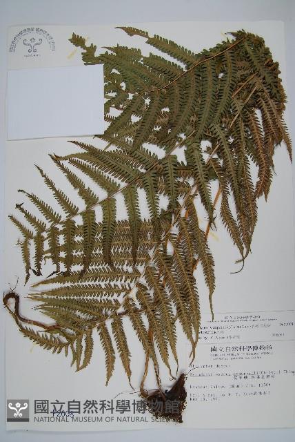 斜葉金星蕨藏品圖，第1張