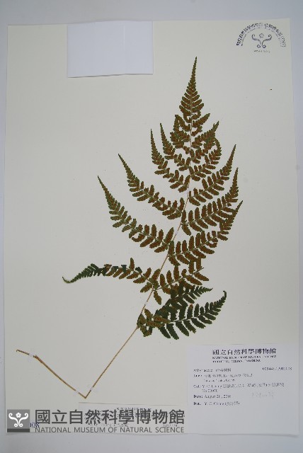 阿里山蹄蓋蕨藏品圖，第1張