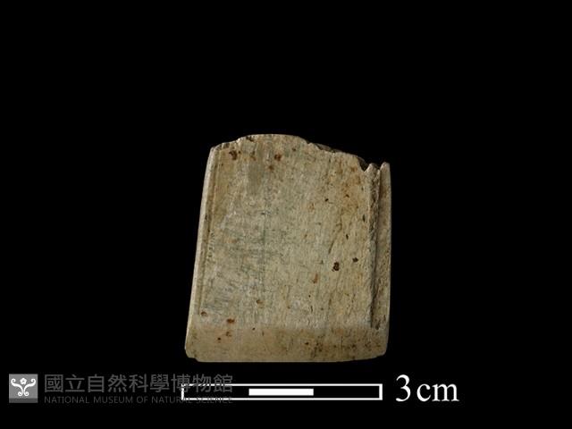 錛鑿形器藏品圖，第2張