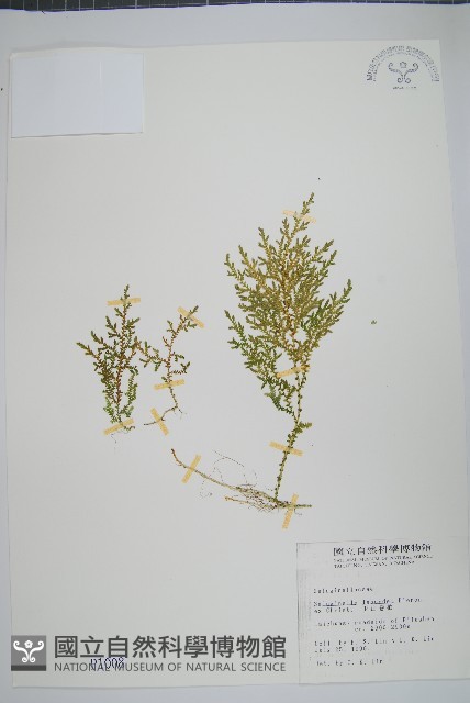 玉山卷柏藏品圖，第1張