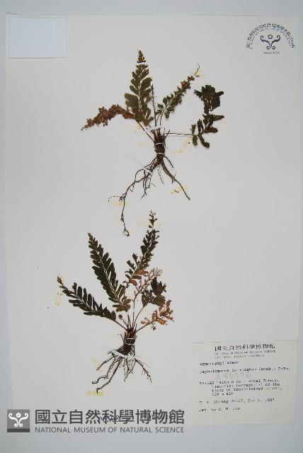 菲律賓厚葉蕨藏品圖，第1張