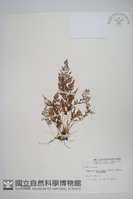 日本金粉蕨藏品圖，第1張