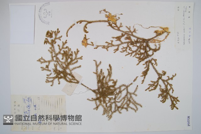 燈龍草藏品圖，第1張