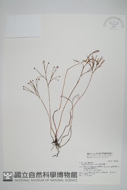 分枝莎草蕨藏品圖，第1張