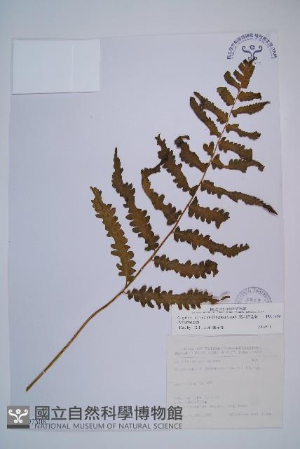 東洋蹄蓋蕨藏品圖，第1張