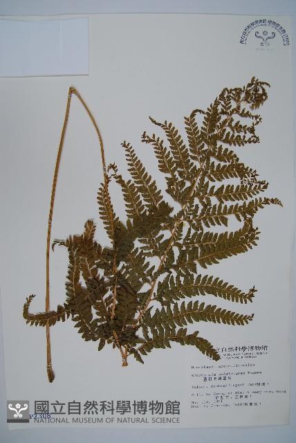 亞粗毛鱗蓋蕨藏品圖，第1張