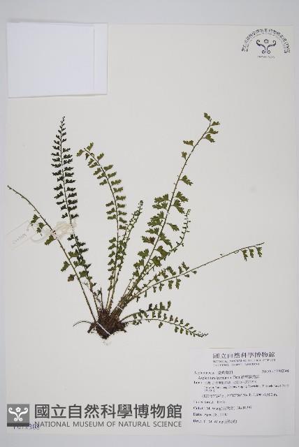 鱗柄鐵角蕨藏品圖，第1張