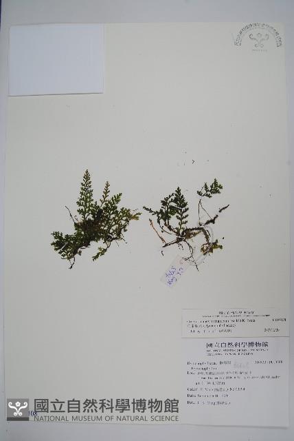 華東瓶蕨藏品圖，第1張