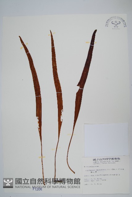 鱗瓦葦、長柄瓦葦藏品圖，第1張
