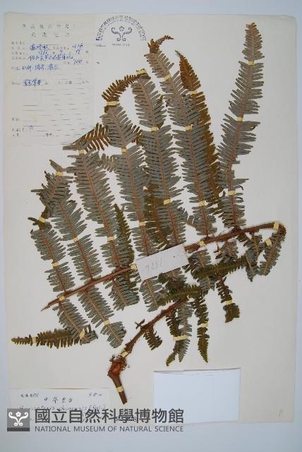 中華裏白藏品圖，第1張