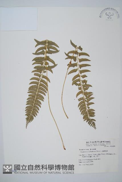 Accession Number:P006608 Collection Image, Figure 1, Total 2 Figures