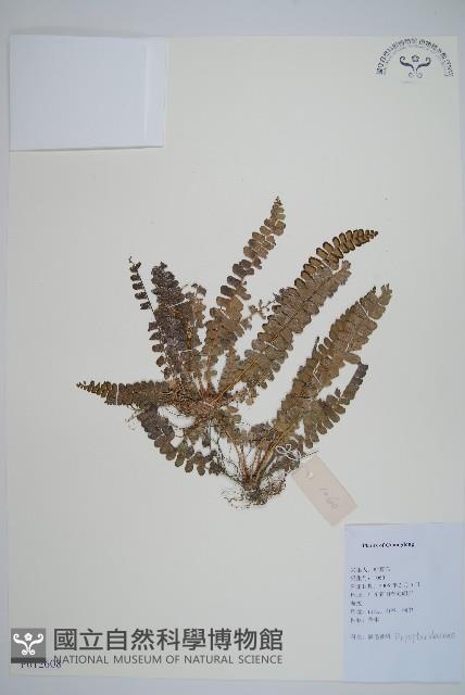 登錄號:P012608藏品圖，第1張