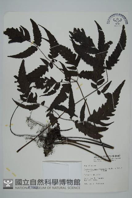 三叉蕨藏品圖，第1張