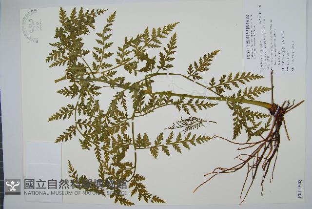 Accession Number:P011608 Collection Image, Figure 1, Total 2 Figures