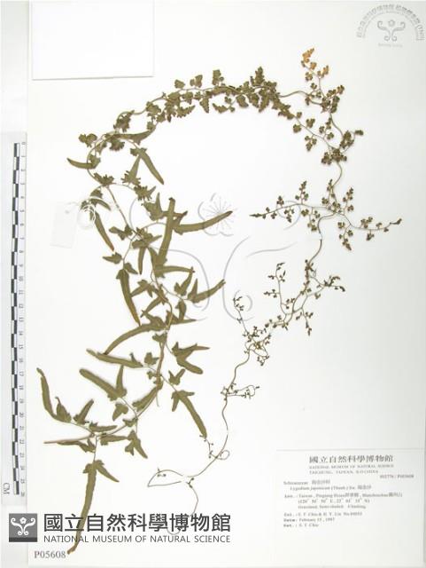 海金沙藏品圖，第1張