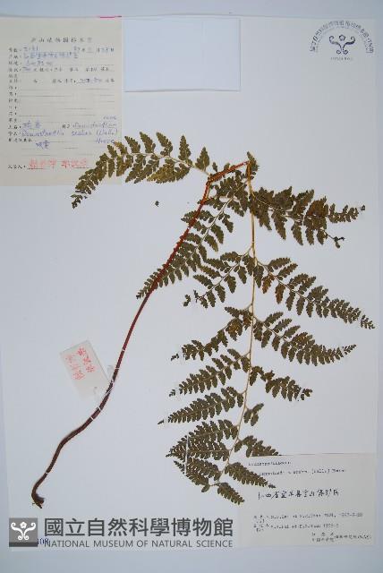 碗蕨藏品圖，第1張