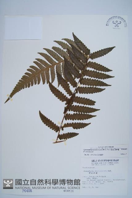 韓氏黑桫欏藏品圖，第1張