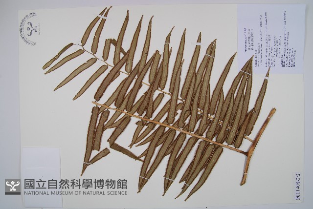 蘭嶼觀音座蓮藏品圖，第1張