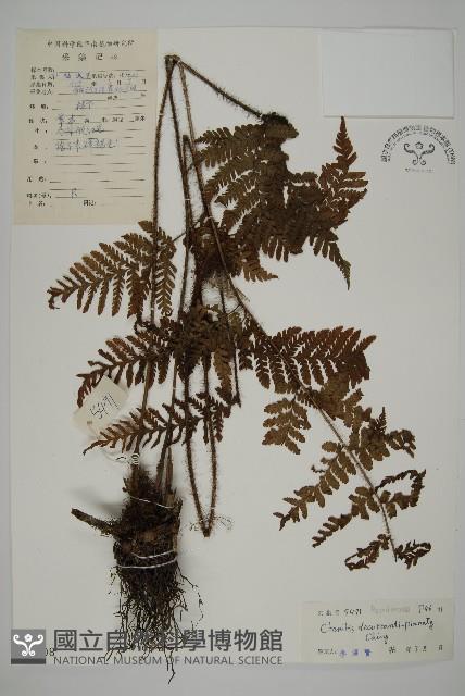 海南肋毛蕨藏品圖，第1張