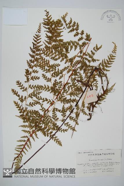 烏蕨藏品圖，第1張