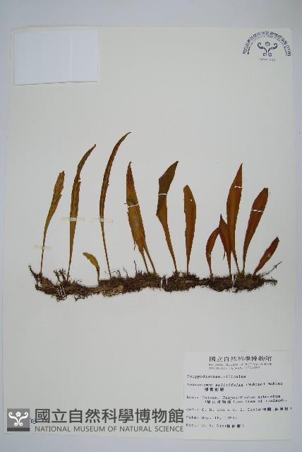 柳葉劍蕨藏品圖，第1張