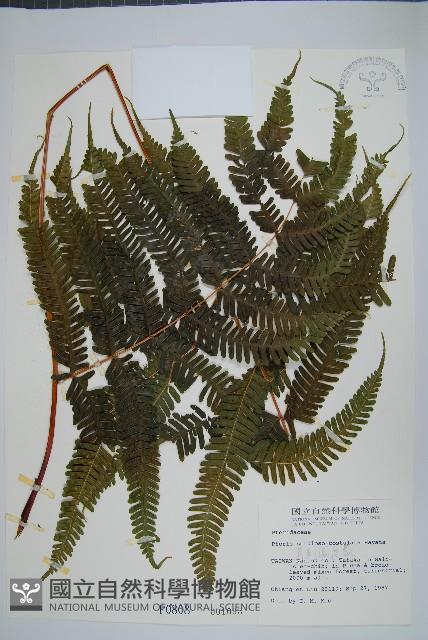 有刺鳳尾蕨藏品圖，第1張