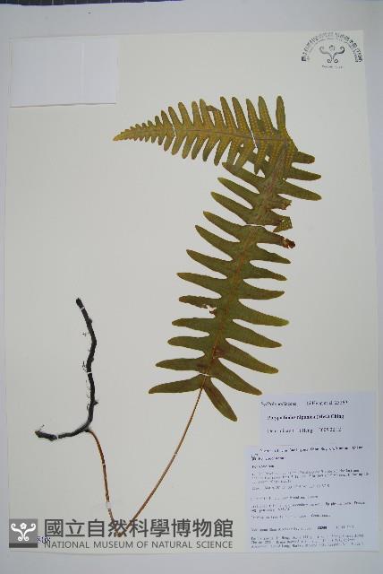 日本水龍骨藏品圖，第1張