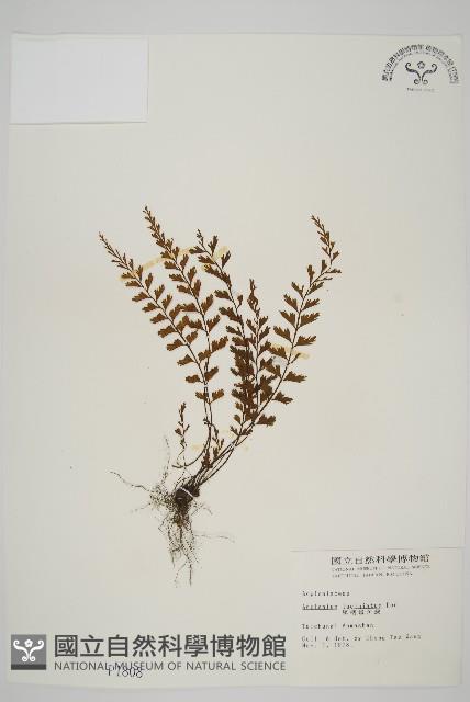 鱗柄鐵角蕨藏品圖，第1張