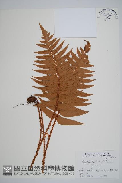 鞭葉耳蕨藏品圖，第1張