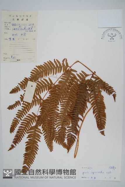 紫軸鳳尾蕨藏品圖，第1張