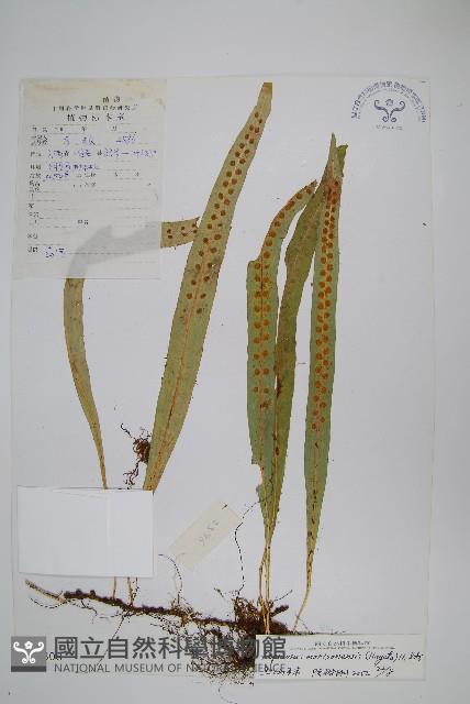 玉山瓦葦藏品圖，第1張