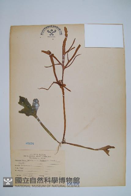 美洲水蕨藏品圖，第1張