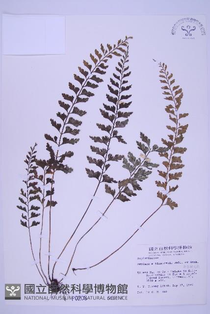 斜葉鐵角蕨藏品圖，第1張