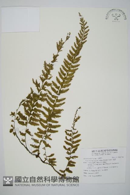 瓶蕨藏品圖，第1張