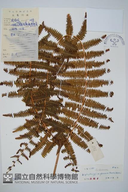 裡白藏品圖，第1張