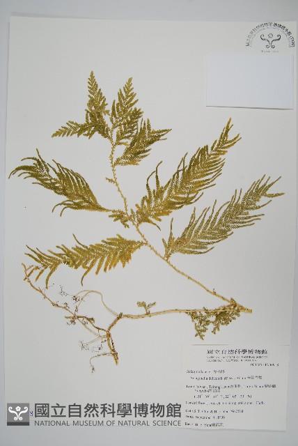 全緣卷柏藏品圖，第1張