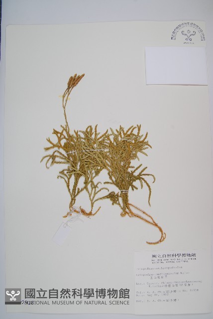 地刷子、多穗石松藏品圖，第1張