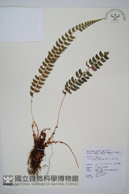 軟骨耳蕨藏品圖，第1張